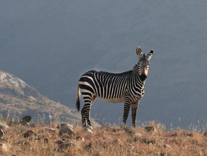 Wildebeest Migration & Zanzibar Beach