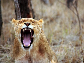 Serengeti Wildlife Safari