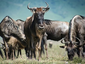 Wildebeest Migration Safari