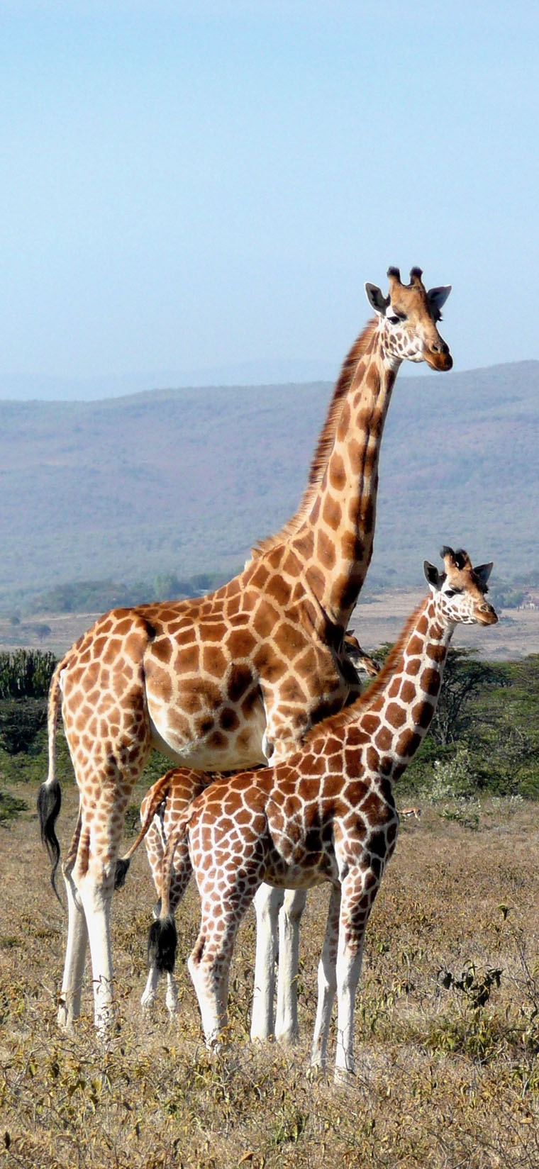 Cheap Safaris in Tanzania