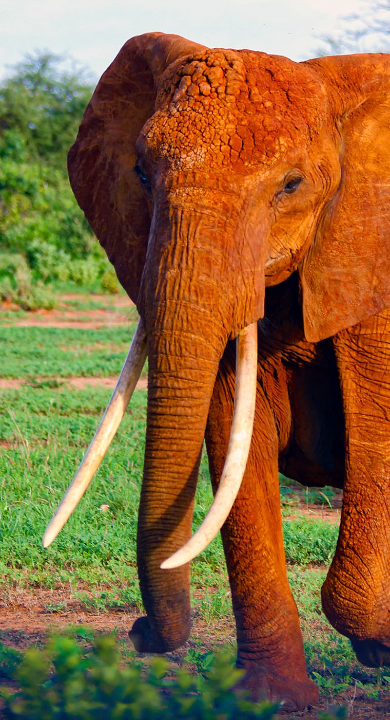 Tanzania Safari Tours