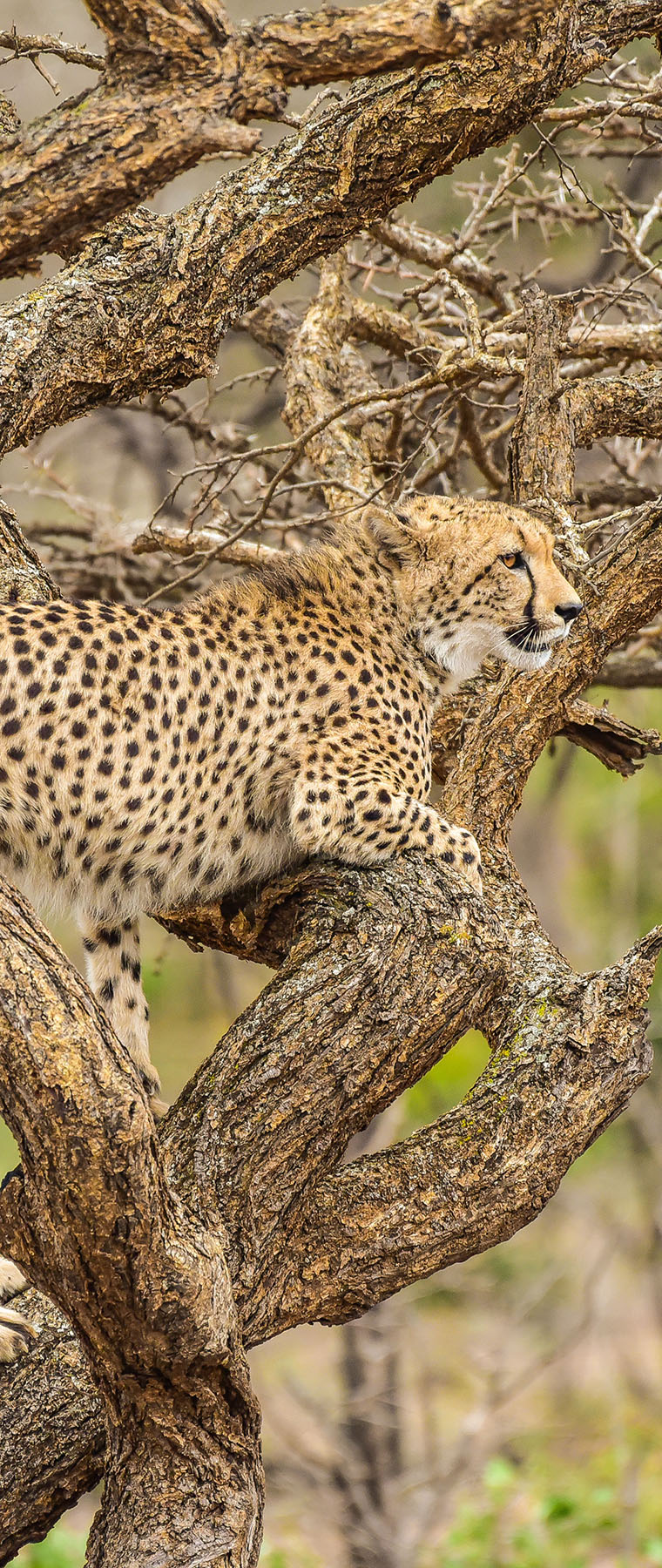 Tanzania Safari Tours