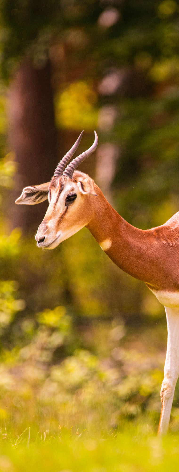 Budget Safari Tanzania