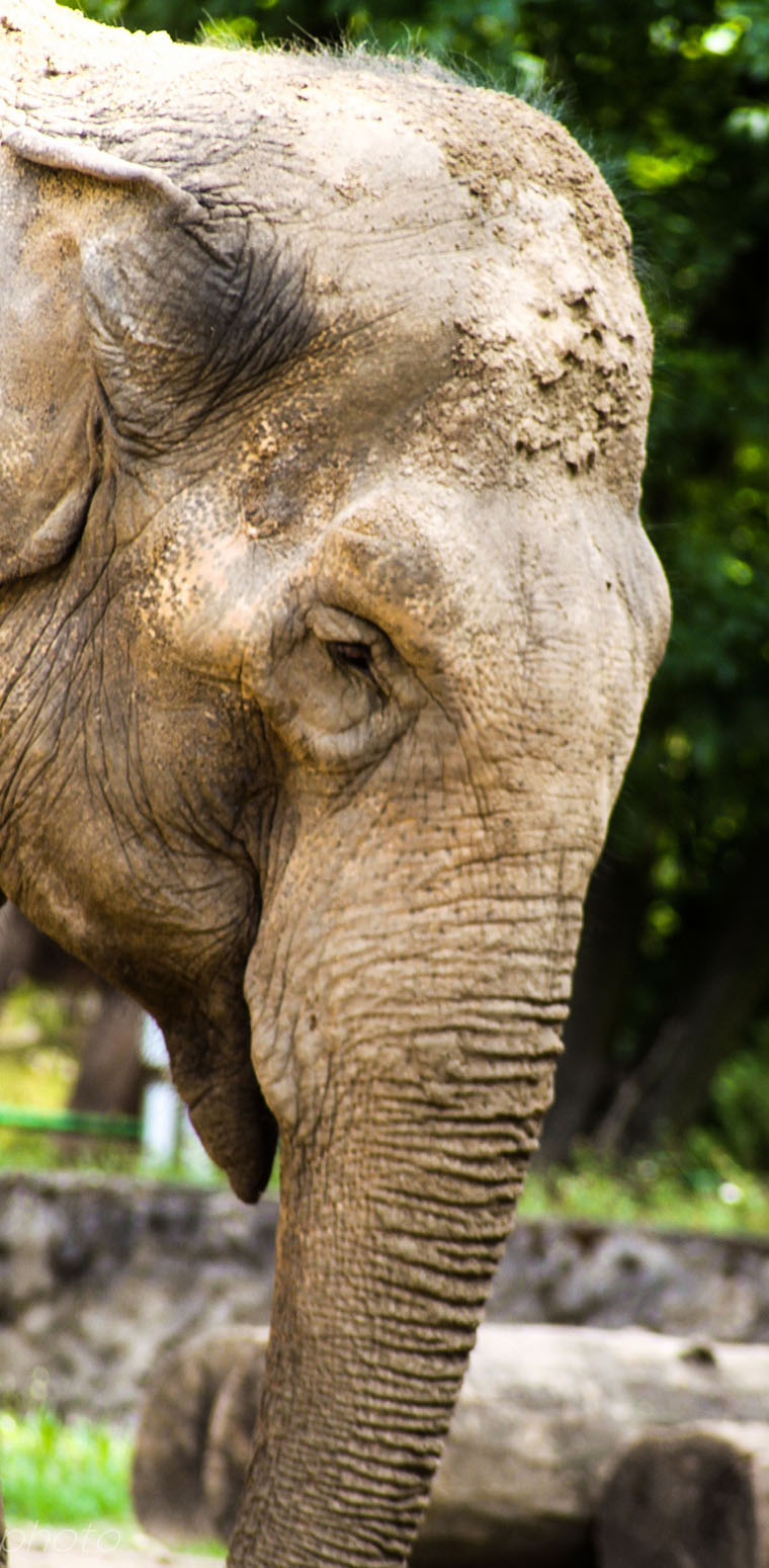 Tanzania Luxury Safaris