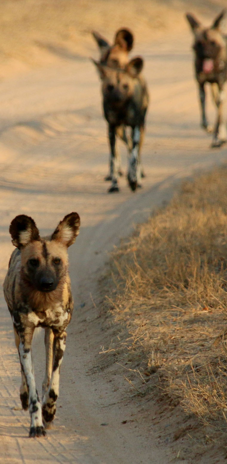 Tanzania Luxury Safaris