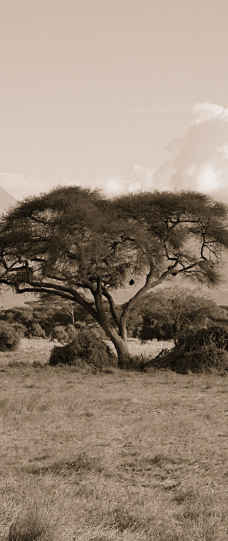 Tanzania Safaris