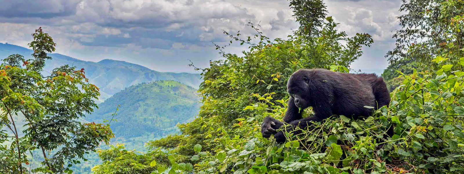 14 Days Primates & Migration