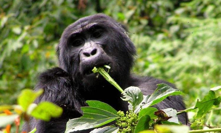 7 Days Rwanda & Serengeti