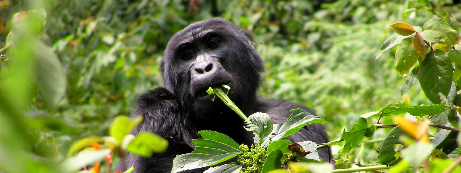 7 Days Rwanda & Serengeti