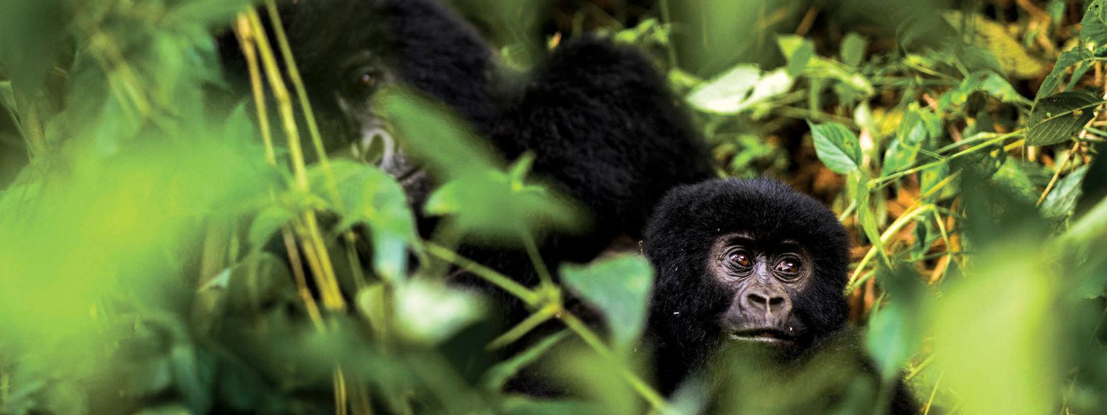 8 Days Rwanda & Zanzibar