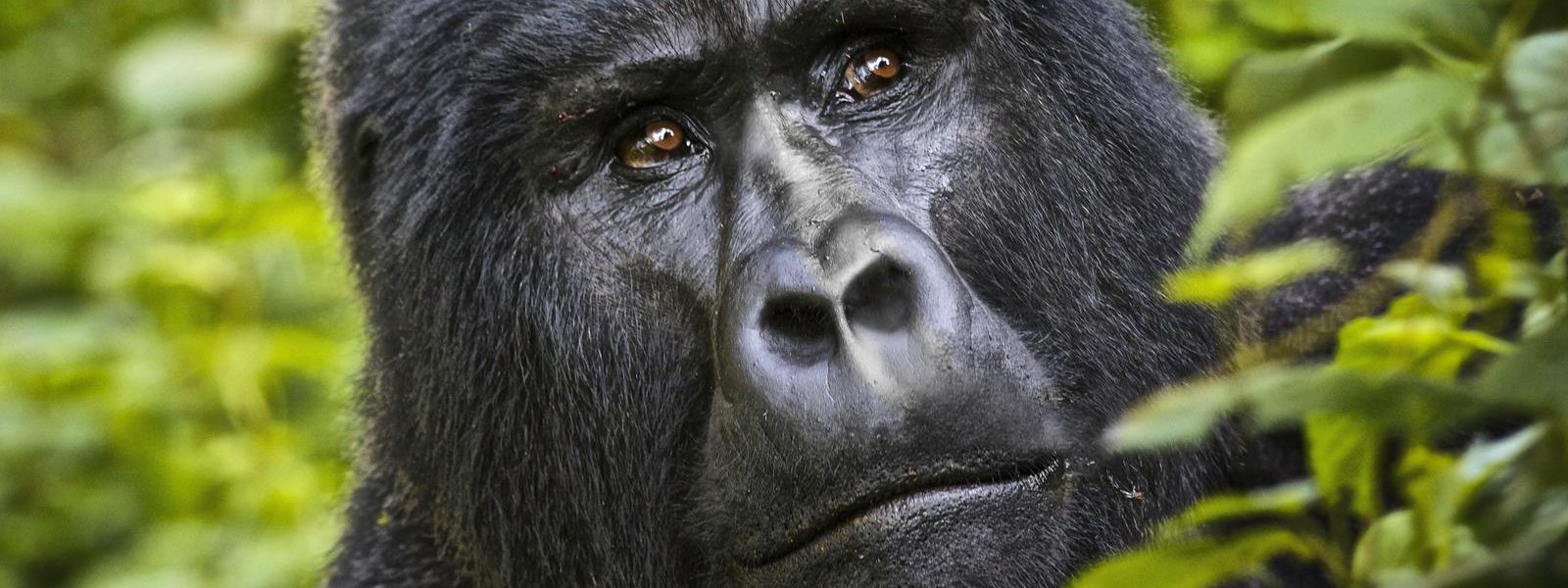 9 Days Bwindi & Zanzibar