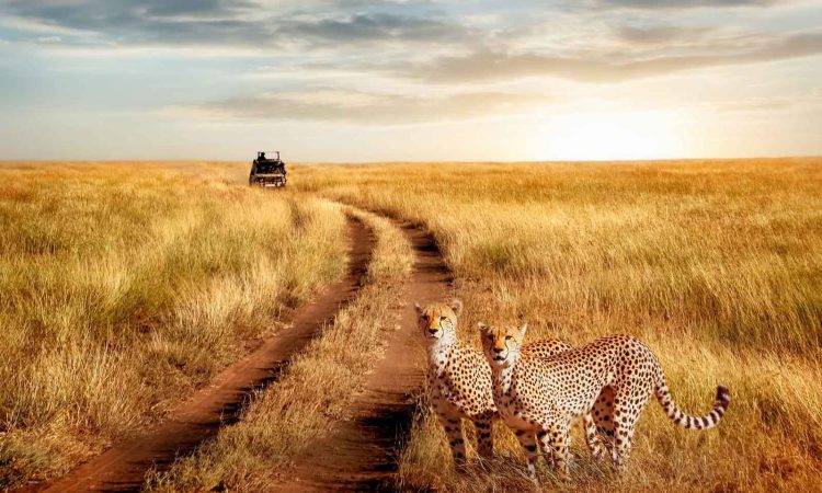 3 Days Serengeti Wildlife Safari