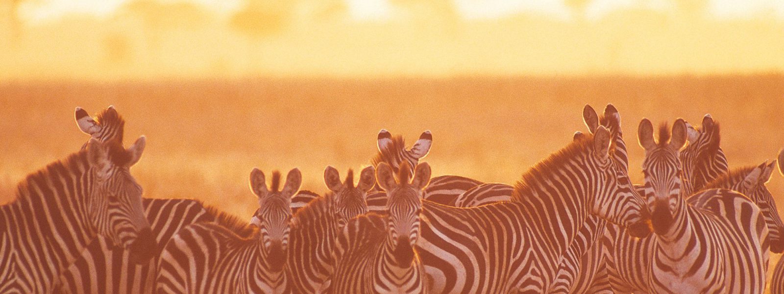 2 Days Tanzania Camping Safari