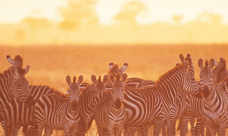 2 Days Tanzania Camping Safari