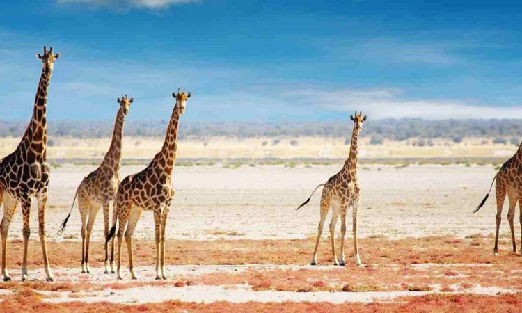 Tanzania Safari Tours