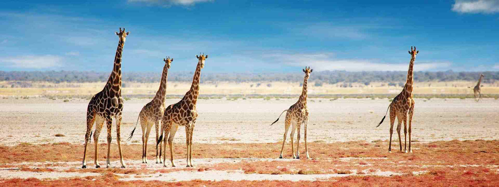 Tanzania Safari Tours