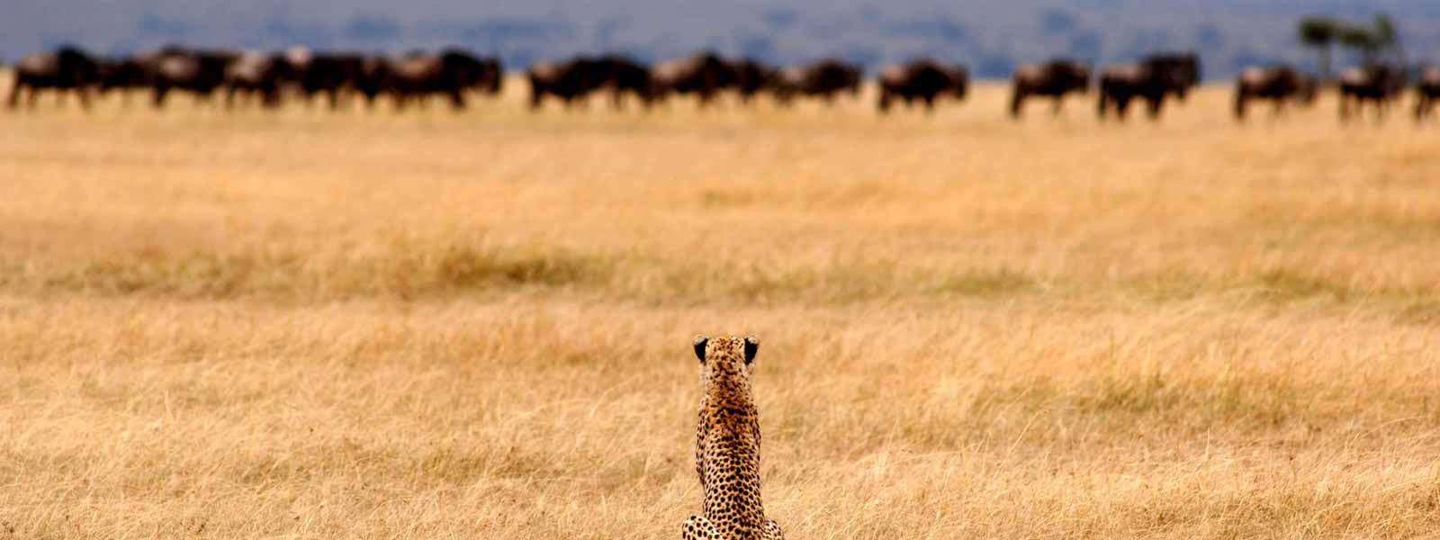 12 Days Migration & Beach